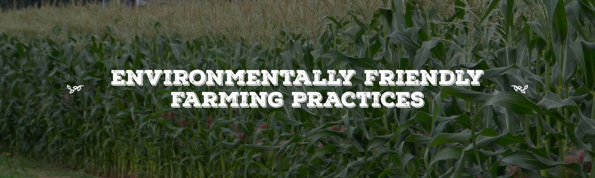 Environmentally Friendly Farming Practices overlay on image Corn Field